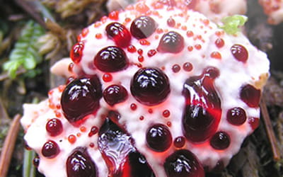 Weird &ldquo;juice ritual&rdquo; removes 65lbs in weeks