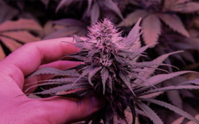 Purple weed obliterates 72lbs of flab