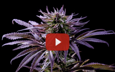 Purple weed obliterates 72lbs of flab