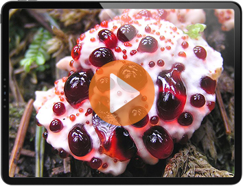 Weird &ldquo;juice ritual&rdquo; removes 65lbs in weeks